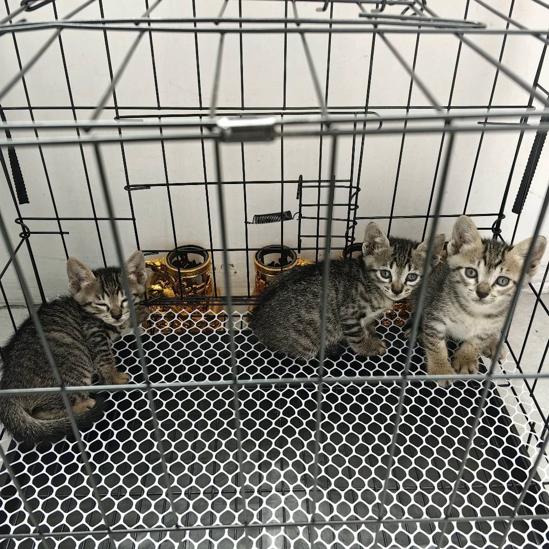狸花猫，幼猫
