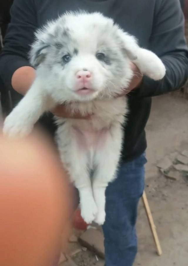 狗狗边境牧羊犬