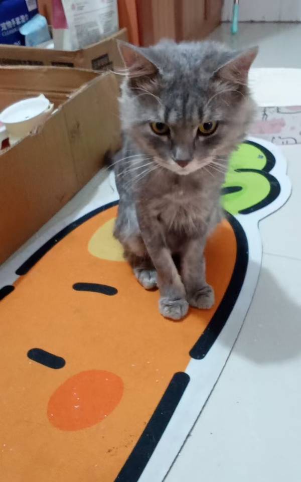 猫猫缅甸猫
