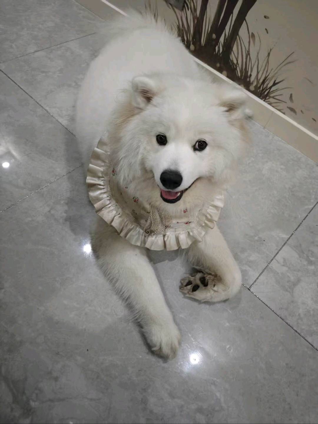 萌宠档案