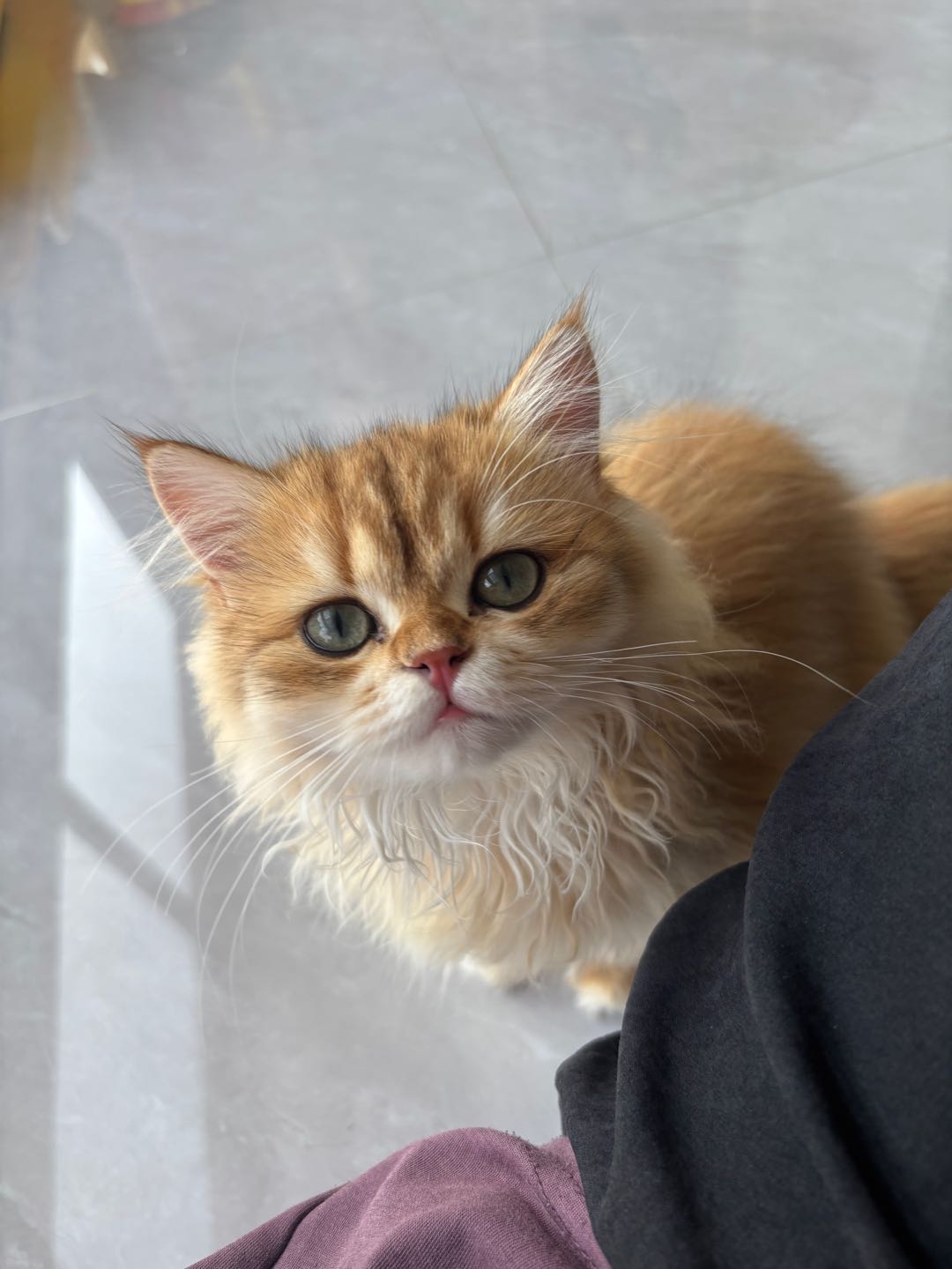 自家繁殖小猫咪，健康活泼，性格超粘人，会用猫砂，已经会吃猫粮啦～

家里猫太多，实在养不过来，想给它找个有爱心的新主人