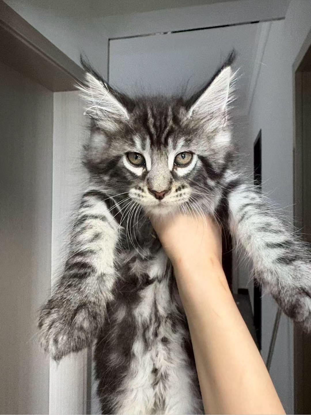 猫猫缅甸猫