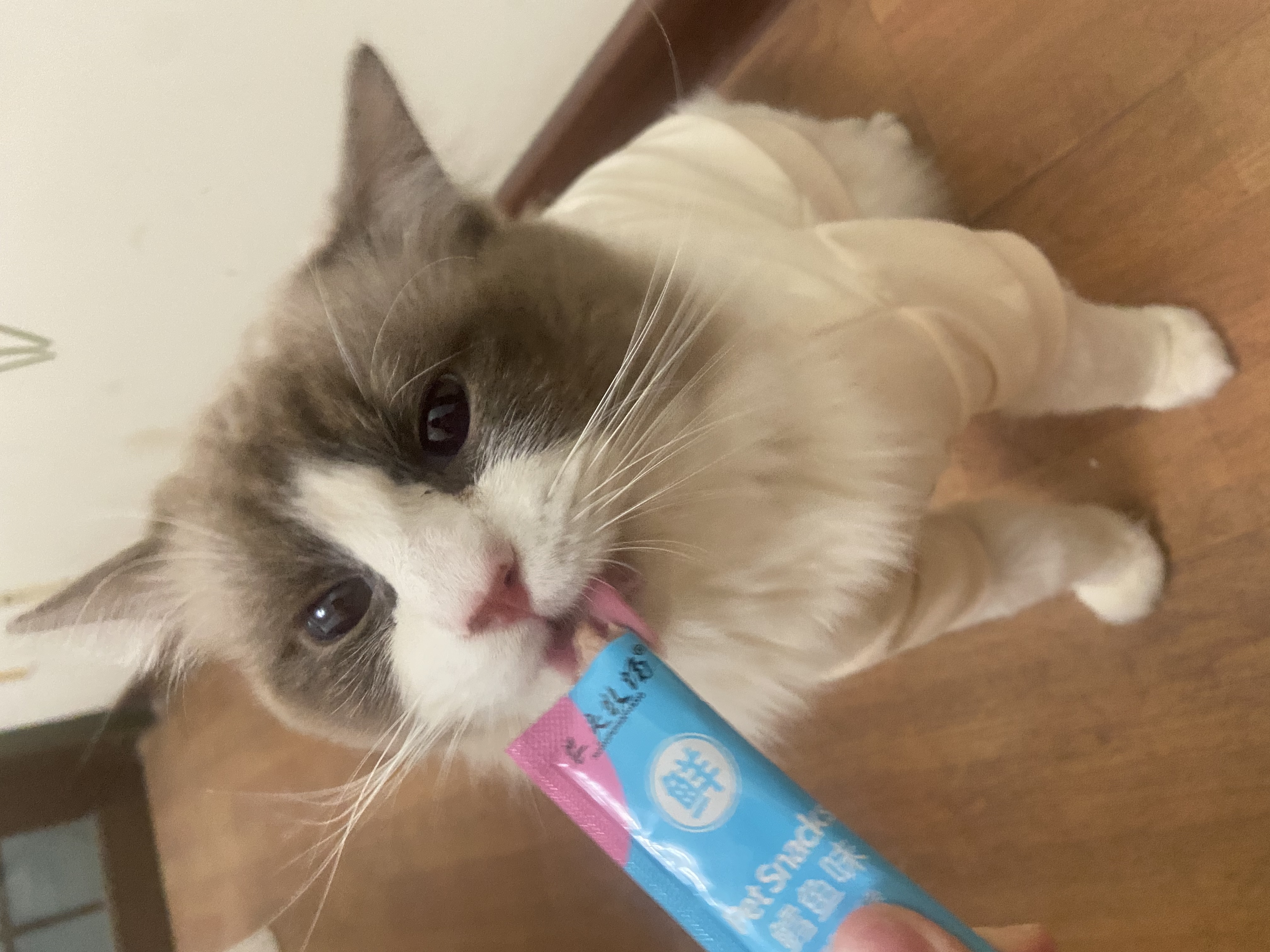西柚