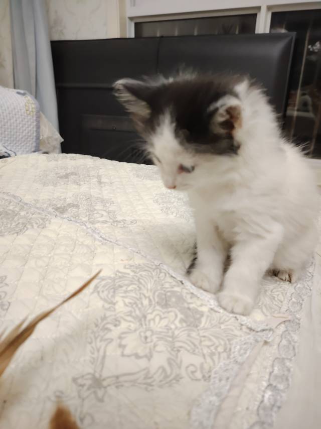 奶牛猫，出生两个月，太忙了养不了