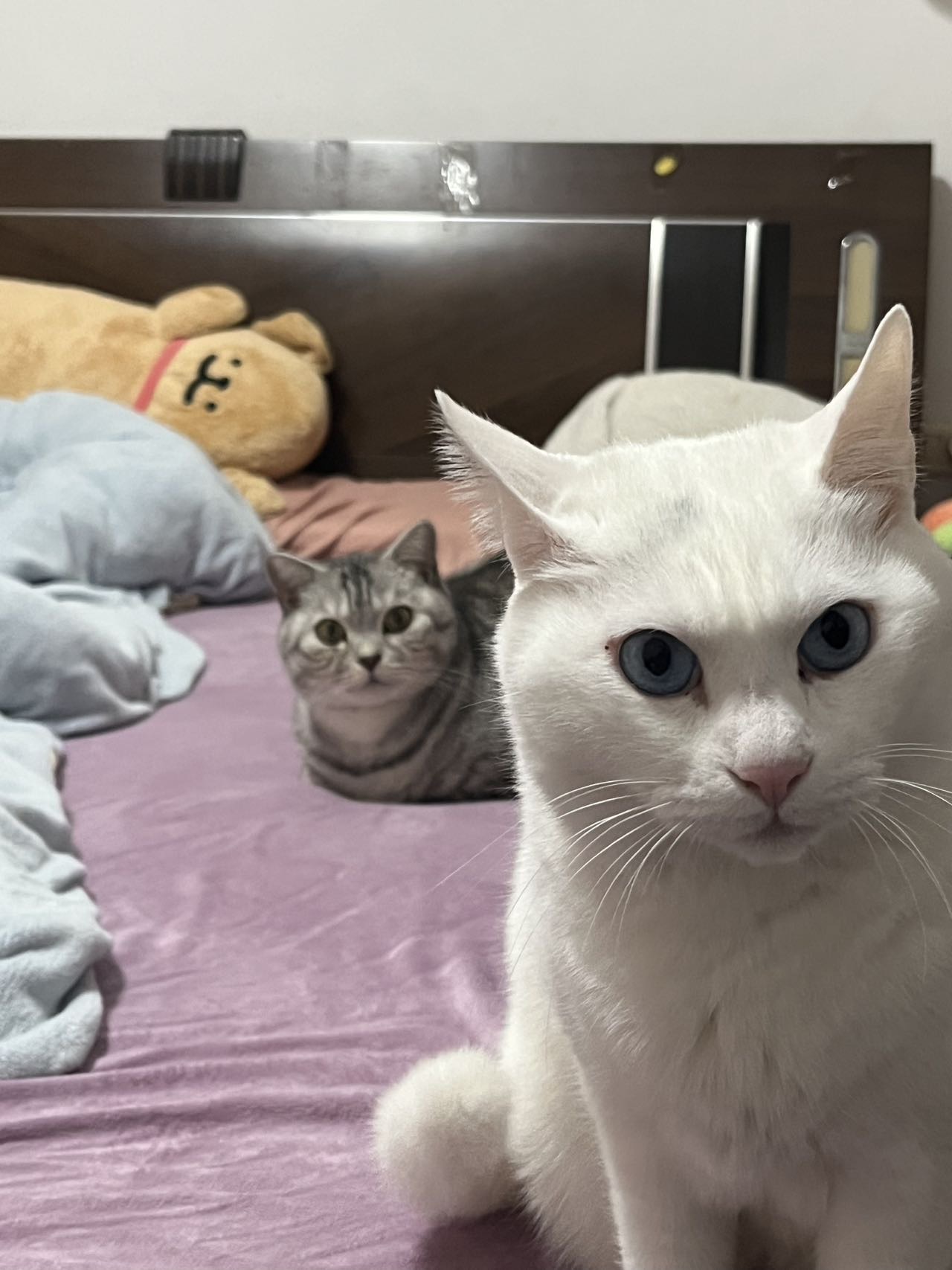 猫咪无偿领养！两只公猫已绝育，驱虫疫苗齐全市区内可送上门！