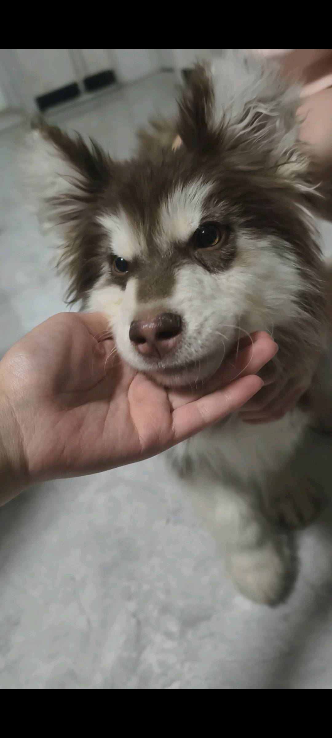 狗狗阿拉斯加雪橇犬