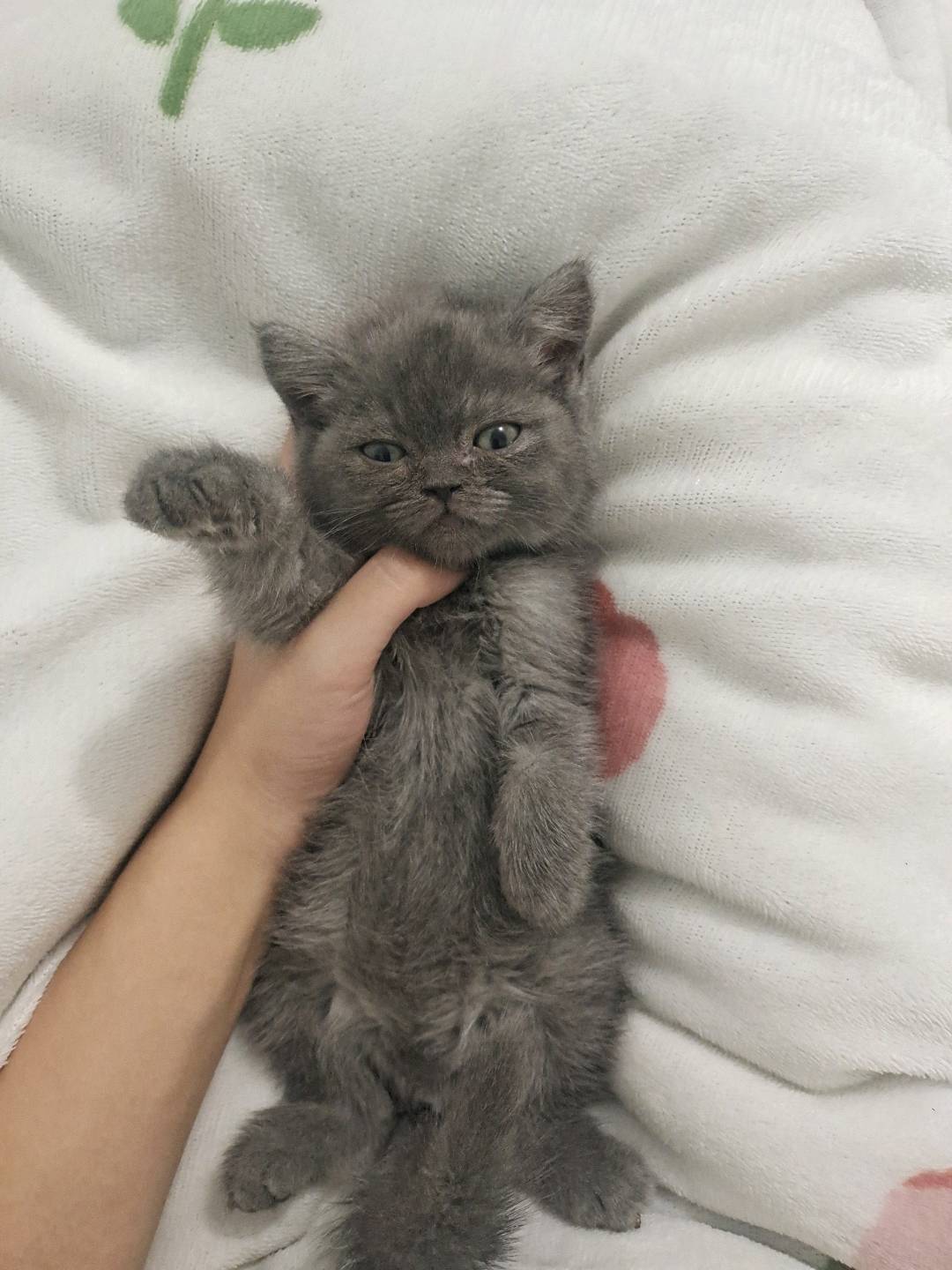 猫猫其它