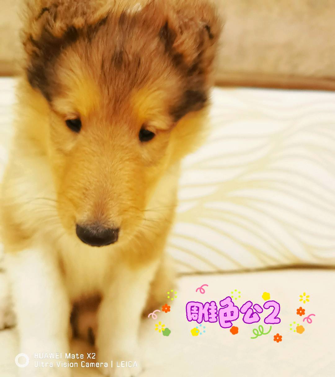 苏牧是充满灵性的犬中明星，不仅聪明，也非常的忠心。拥有华丽的毛发外表同时极有智慧，性格开朗活泼，平易近人，聪明敏感，友善，对主人富有感情，对生人警戒心强，不仅看家护院，还可以陪伴长大，最完美的陪伴犬之一。喜欢苏牧的家人们可以看看有没有你喜欢的小狗。