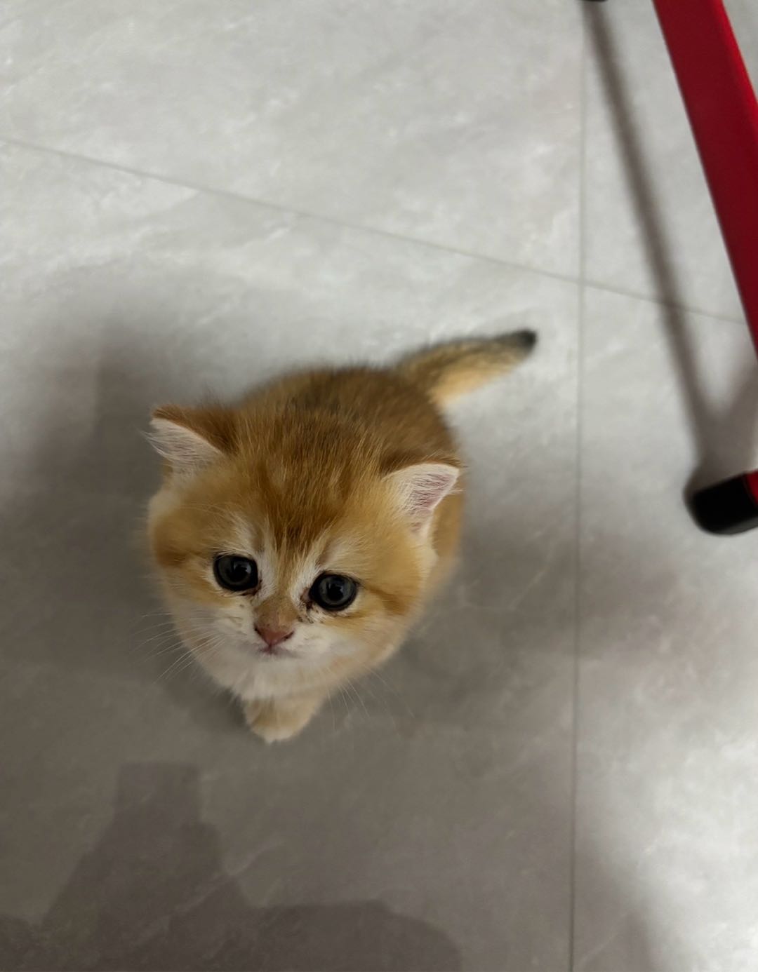 自家繁殖小猫咪，健康活泼，性格超粘人，会用猫砂，已经会吃猫粮啦～

家里猫太多，实在养不过来，想给它找个有爱心的新主人