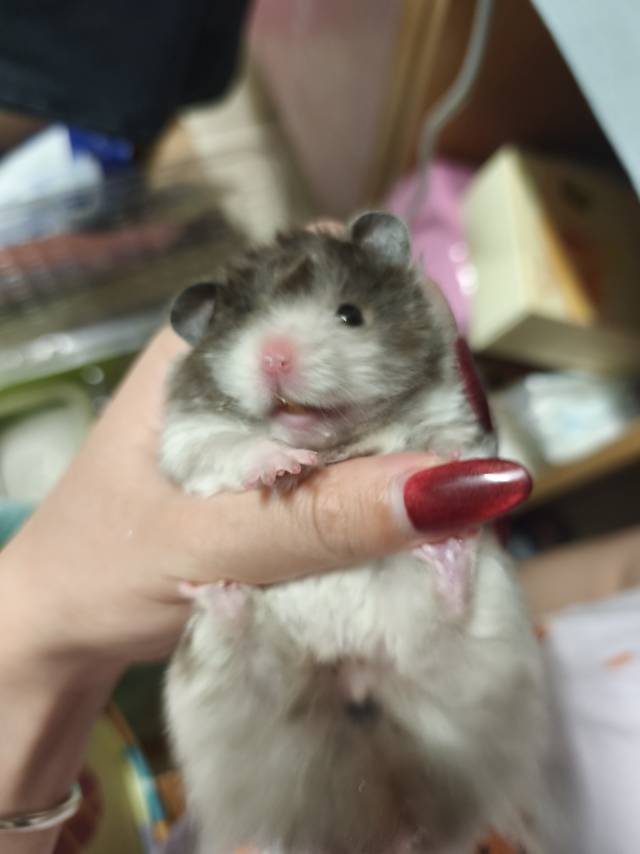 鼠类萌宠档案