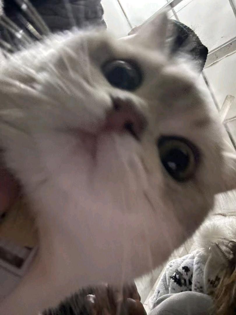 猫猫金渐层