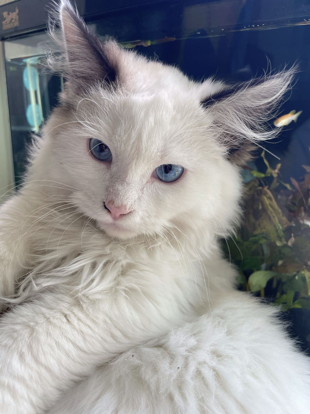 因个人原因无法继续养猫 寻求有一定经济能力的爱猫人士领养。猫咪名字叫雪克 身体健康 有点胆小 性格好 非常粘人很乖 喜欢…