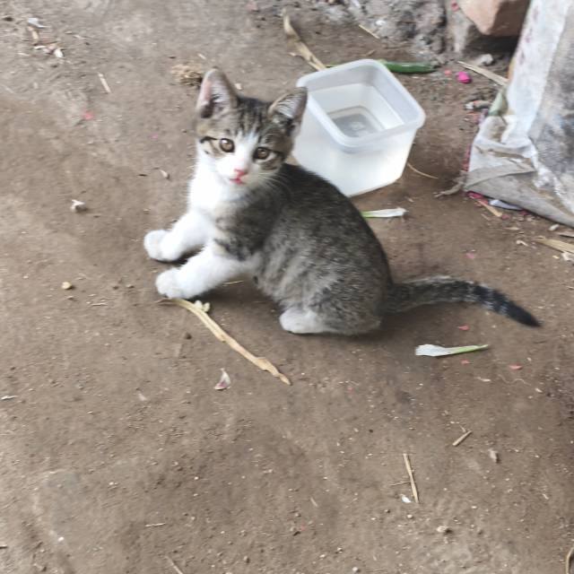 潍坊寿光周边优先，仅限自提，自家狸花猫生的6只幼崽，两个多月大，会用猫砂，能吃猫粮，活泼好动，无病无灾，很好养活，社会化训练已经完成，完全猫教版，太多了太多了，实在养不过来，急需要找心善有责任心的领养人，同城自提，详情**了解，不喜欢接电话感谢各位好心人～lajiaorousichaomian