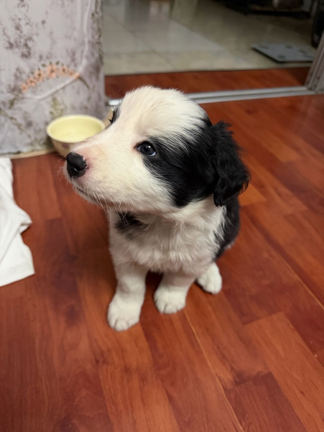 狗狗边境牧羊犬