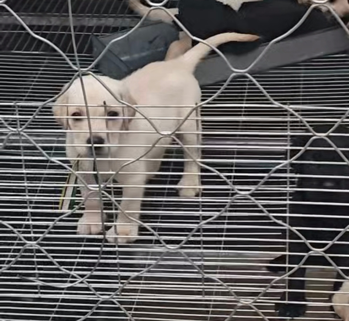 出自家养双血拉布拉多幼犬，没证。大头，短嘴，先到先挑，图片白色是狗妈黑色是狗爸，六母两公。大母和幼崽都卖不养了，期等有缘人带走，诚心要的点我想要和我私聊吧。上来就问多少钱的我都不爱大理你的，这个品相这个价位你觉得贵就别联系我，别上来就说还能便宜不。打听价的勿扰嘴泡勿扰。