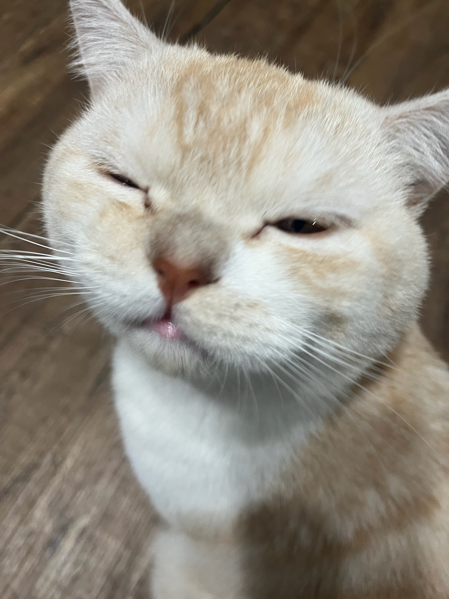 萌宠档案