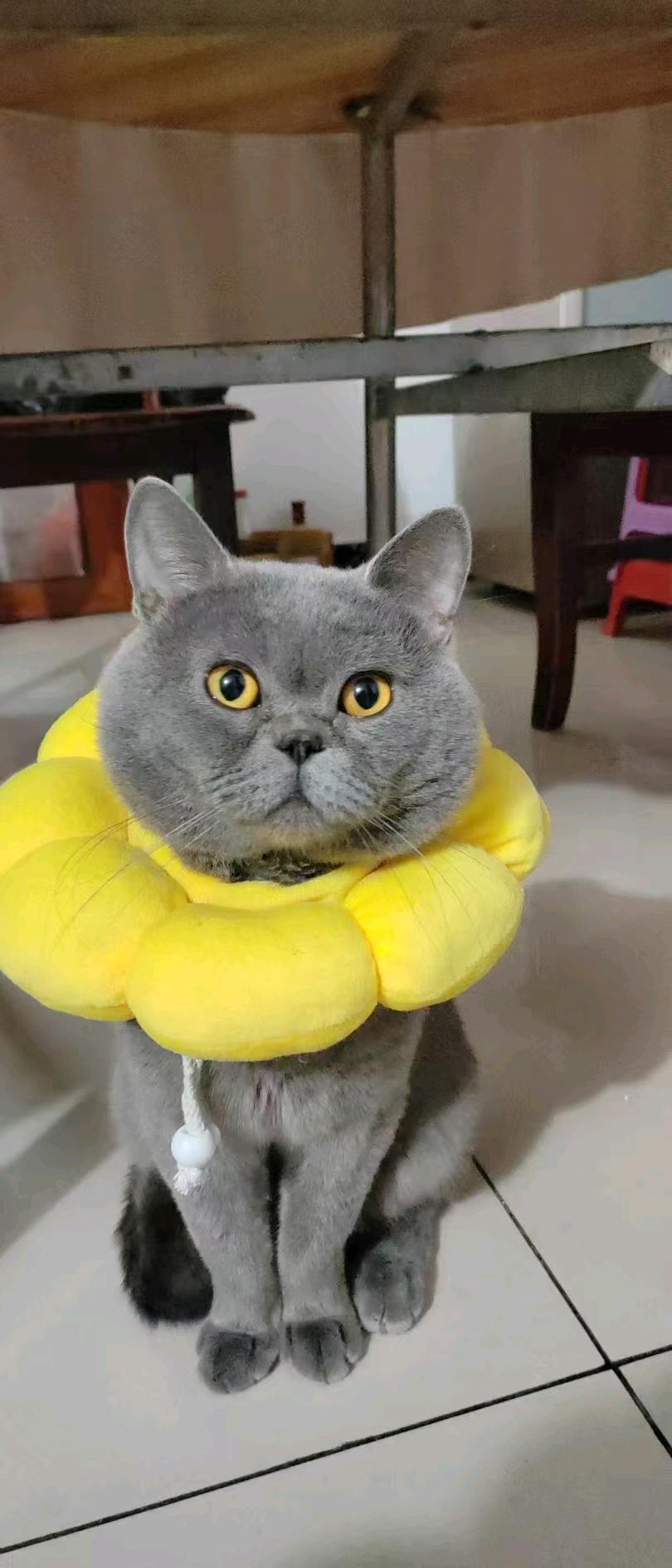 萌宠档案