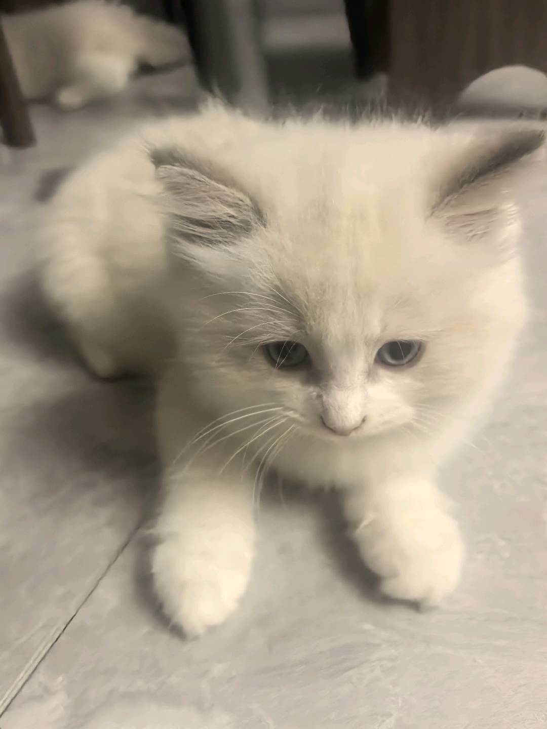 自家布偶猫生的4只幼猫，一个半月大，已经会吃猫粮、会用猫砂，不挑食，猫爸妈是自己家和朋友家的纯种布偶。
寻找真心爱猫、稳…