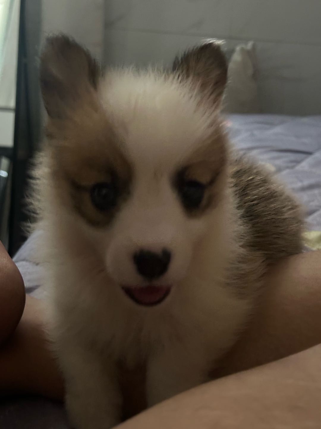 狗狗柯基犬