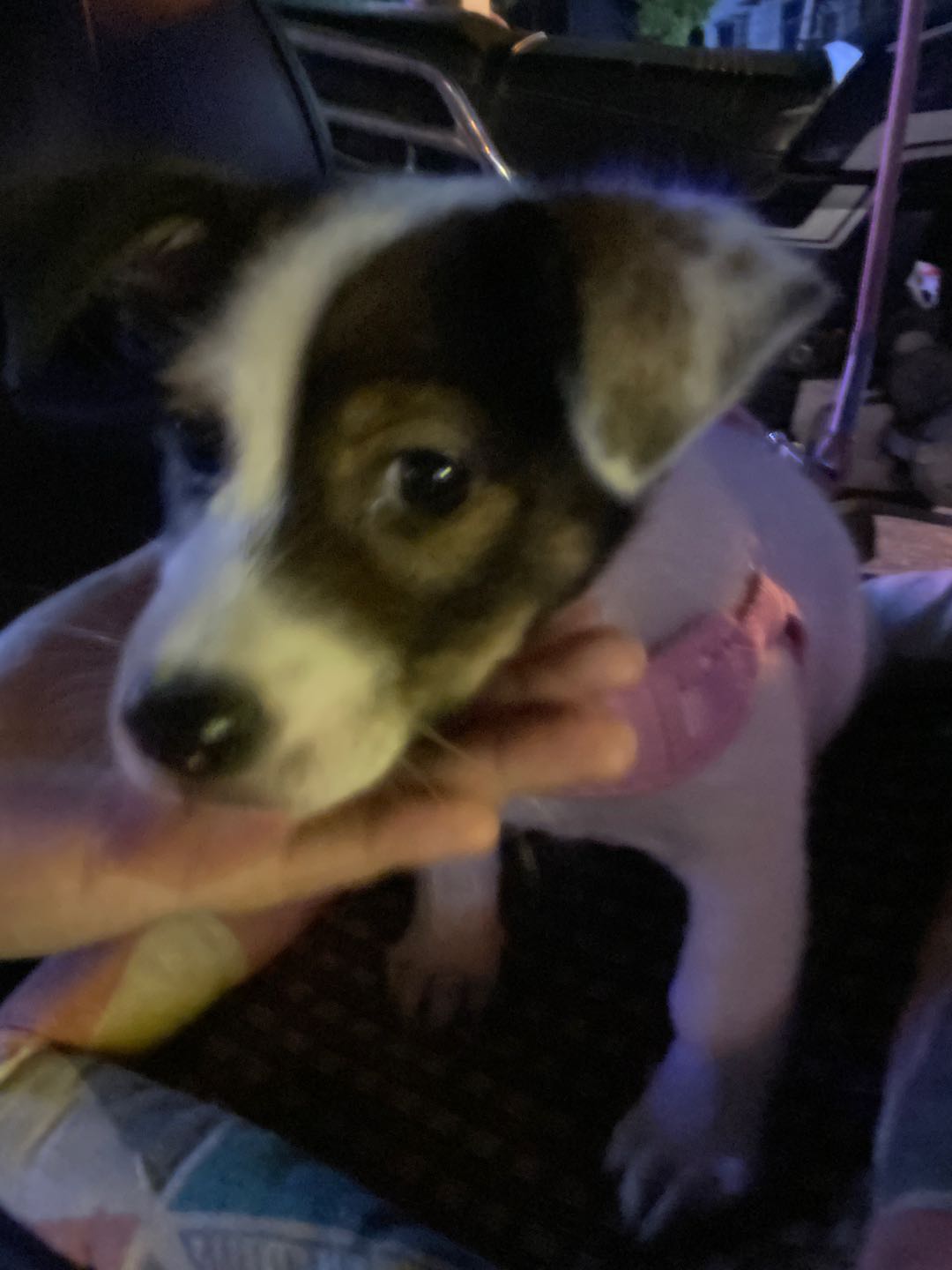狗狗其它