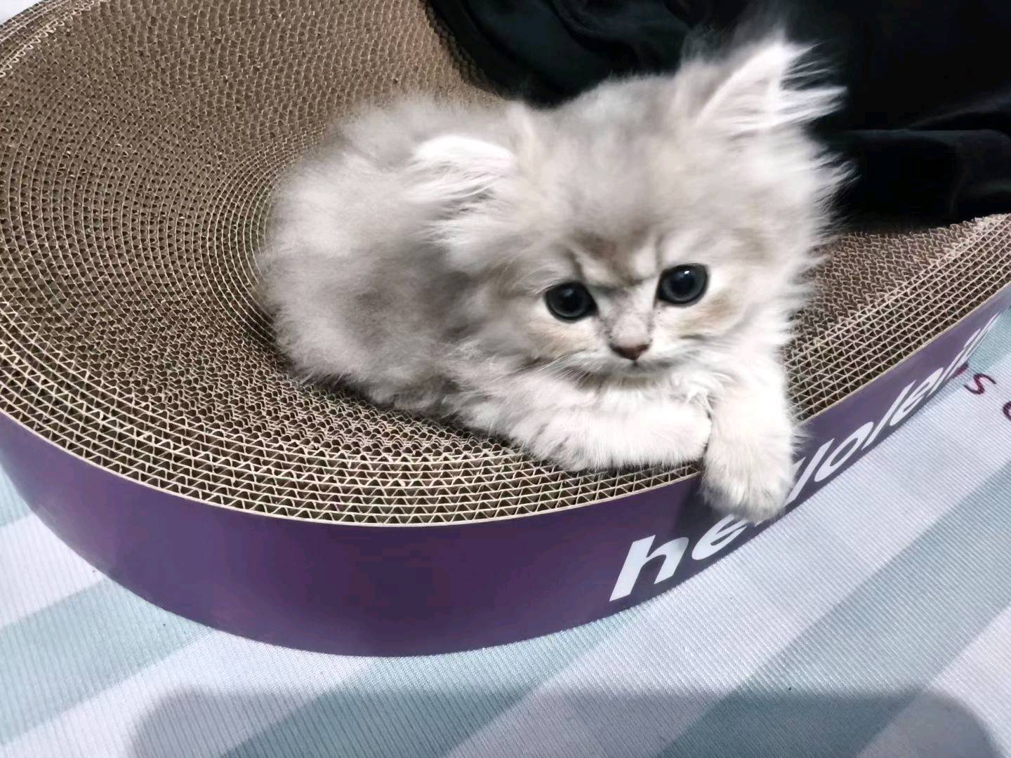 长毛蓝金渐层弟弟，一针疫苗一次驱虫，没有猫藓没有耳螨