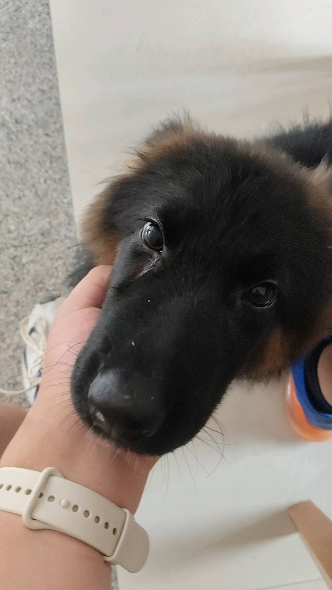 狗狗德国牧羊犬