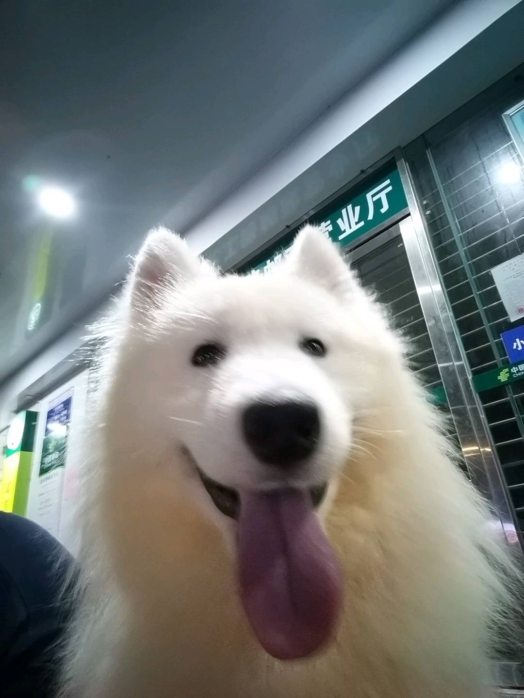 接同城上门喂养