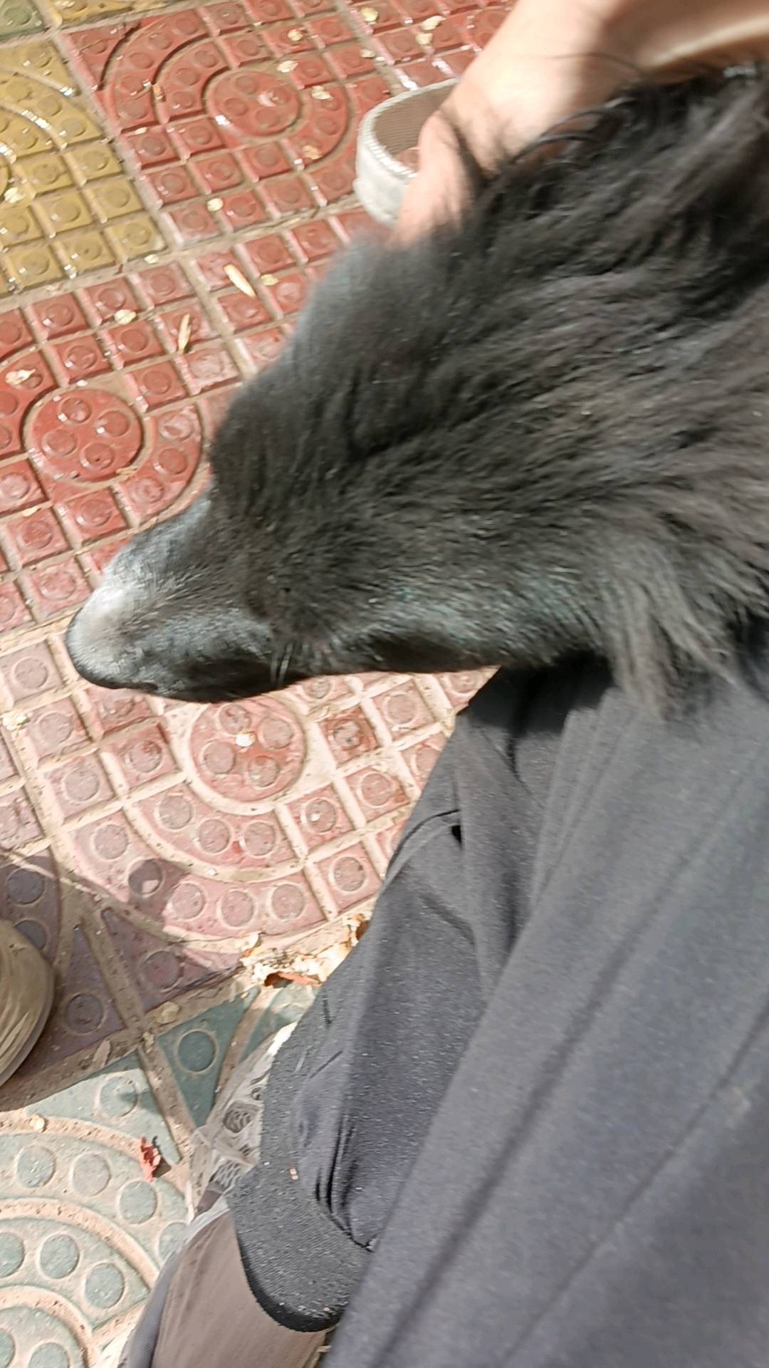 狗狗边境牧羊犬