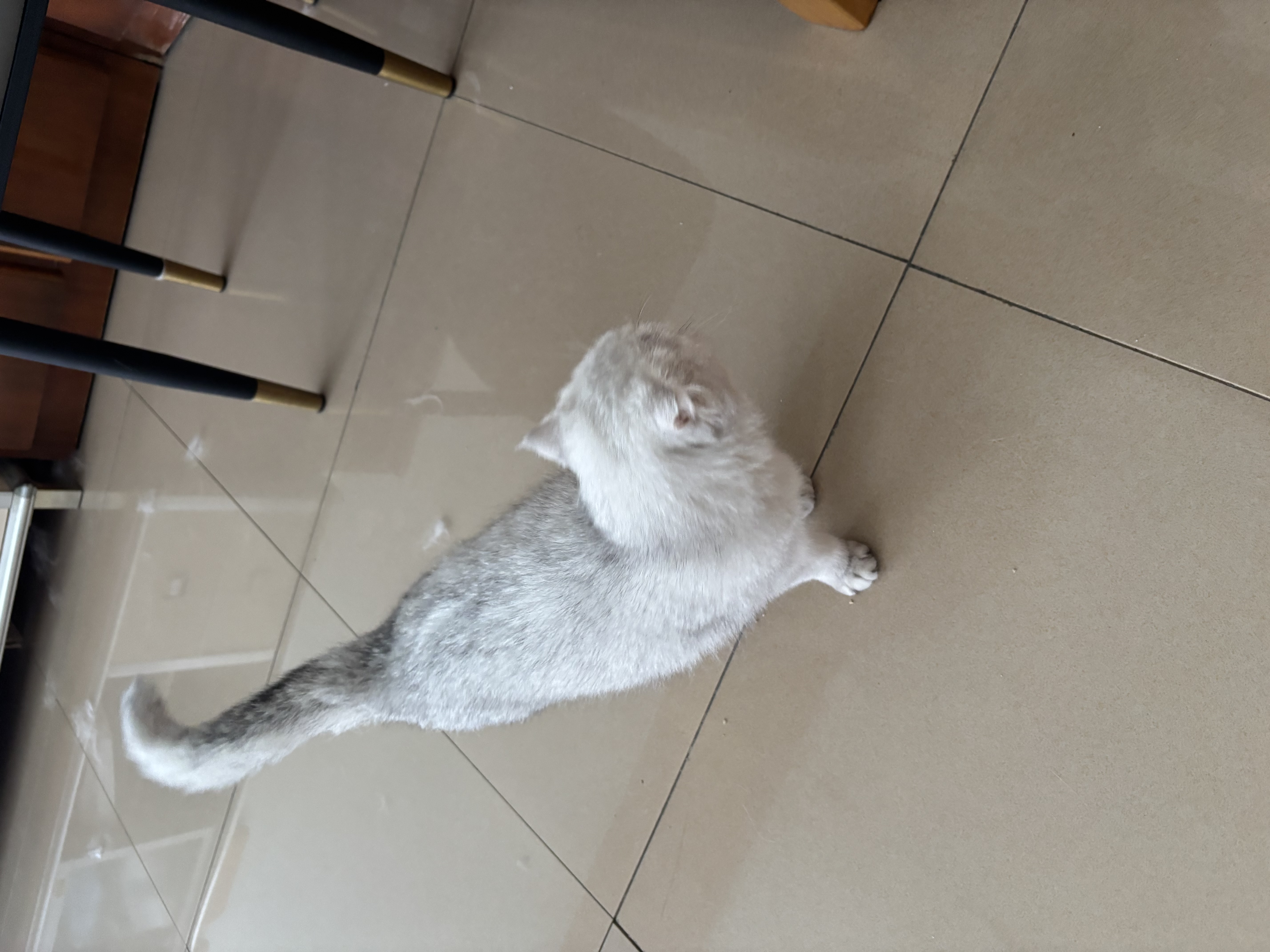 球球是一很乖的一只猫妹妹，因为我要在成都带孙女，没有时间回去养它，只希望找一个真心喜欢它的主人！