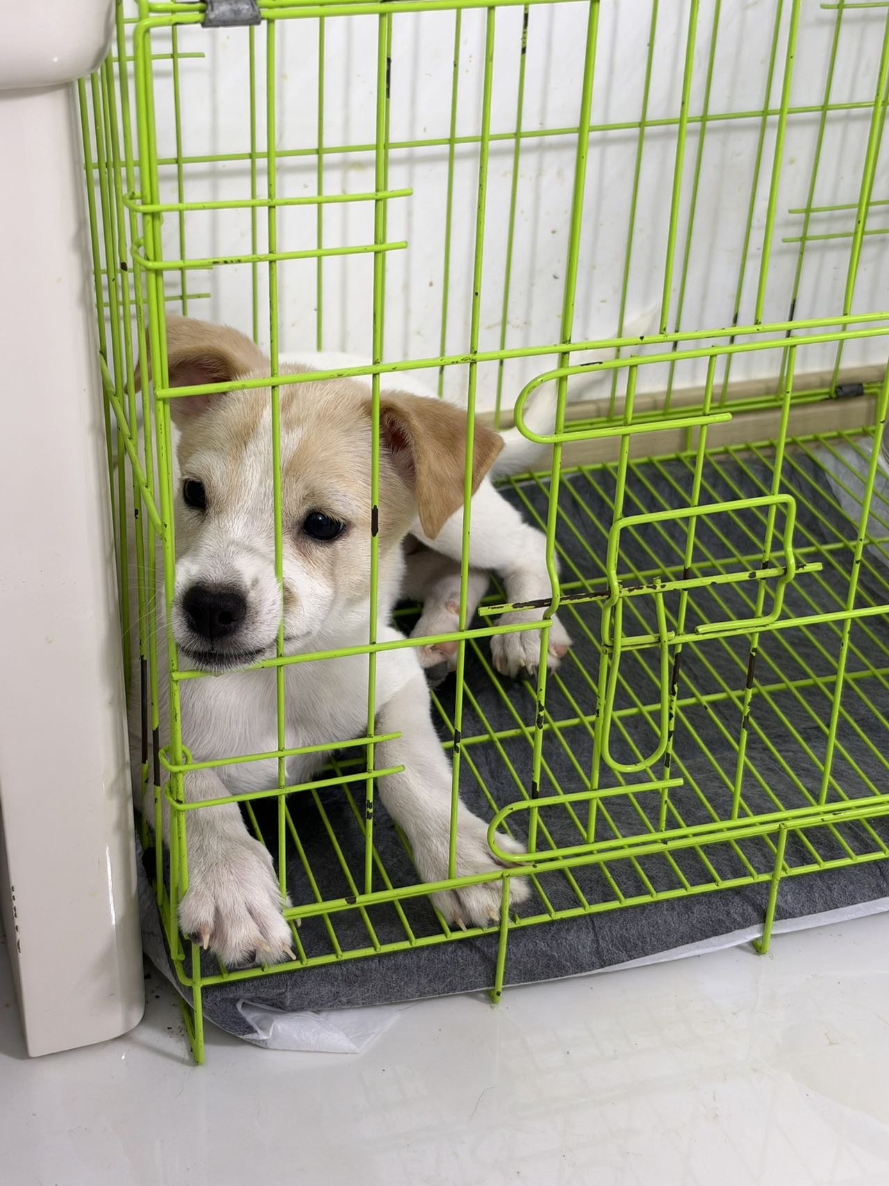 狗狗萌宠档案
