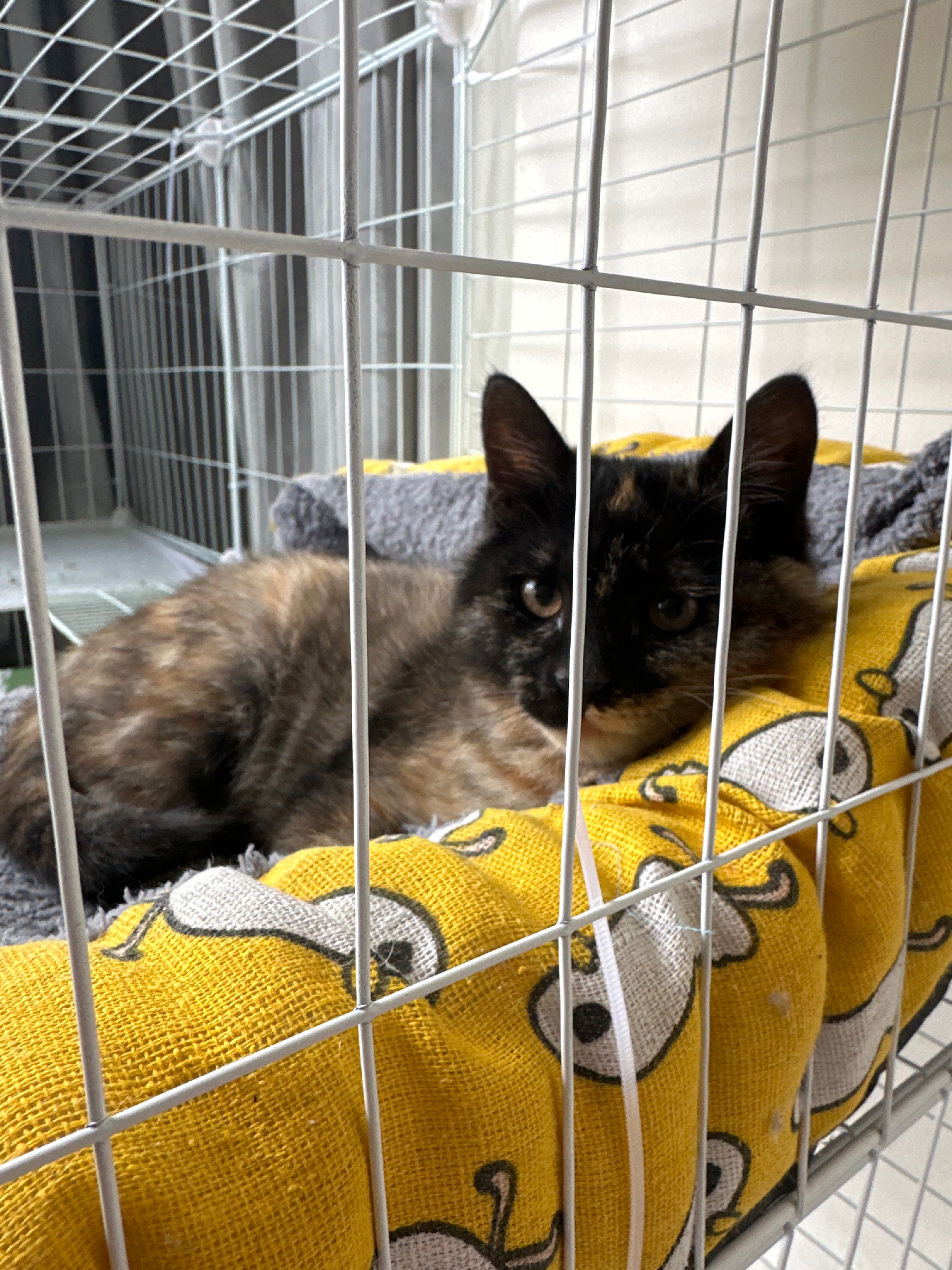 猫猫其它