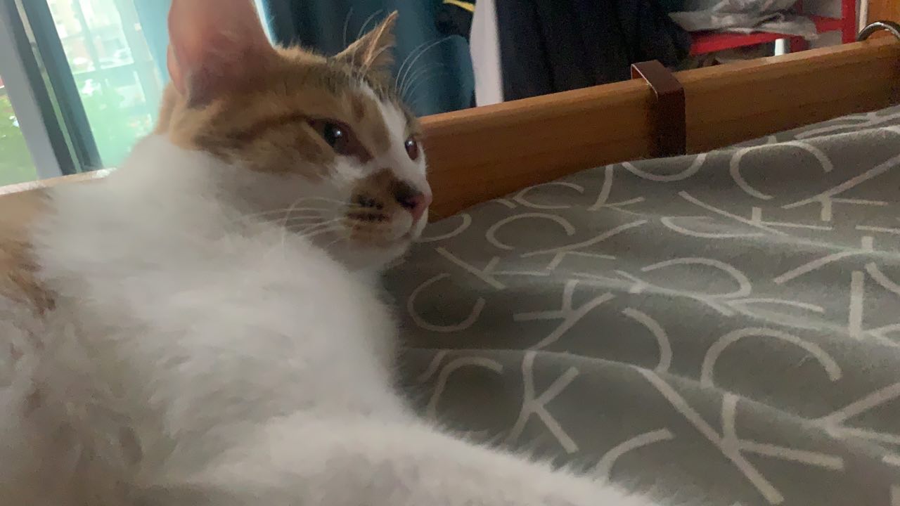 南昌上门喂猫服务
上门喂猫
上门喂养线！！！！!！（节假日在原有基础上 +10
元多一只小猫是+10 元哦)
*公里内：*5/次，多一只+5元
3公里内：30/
