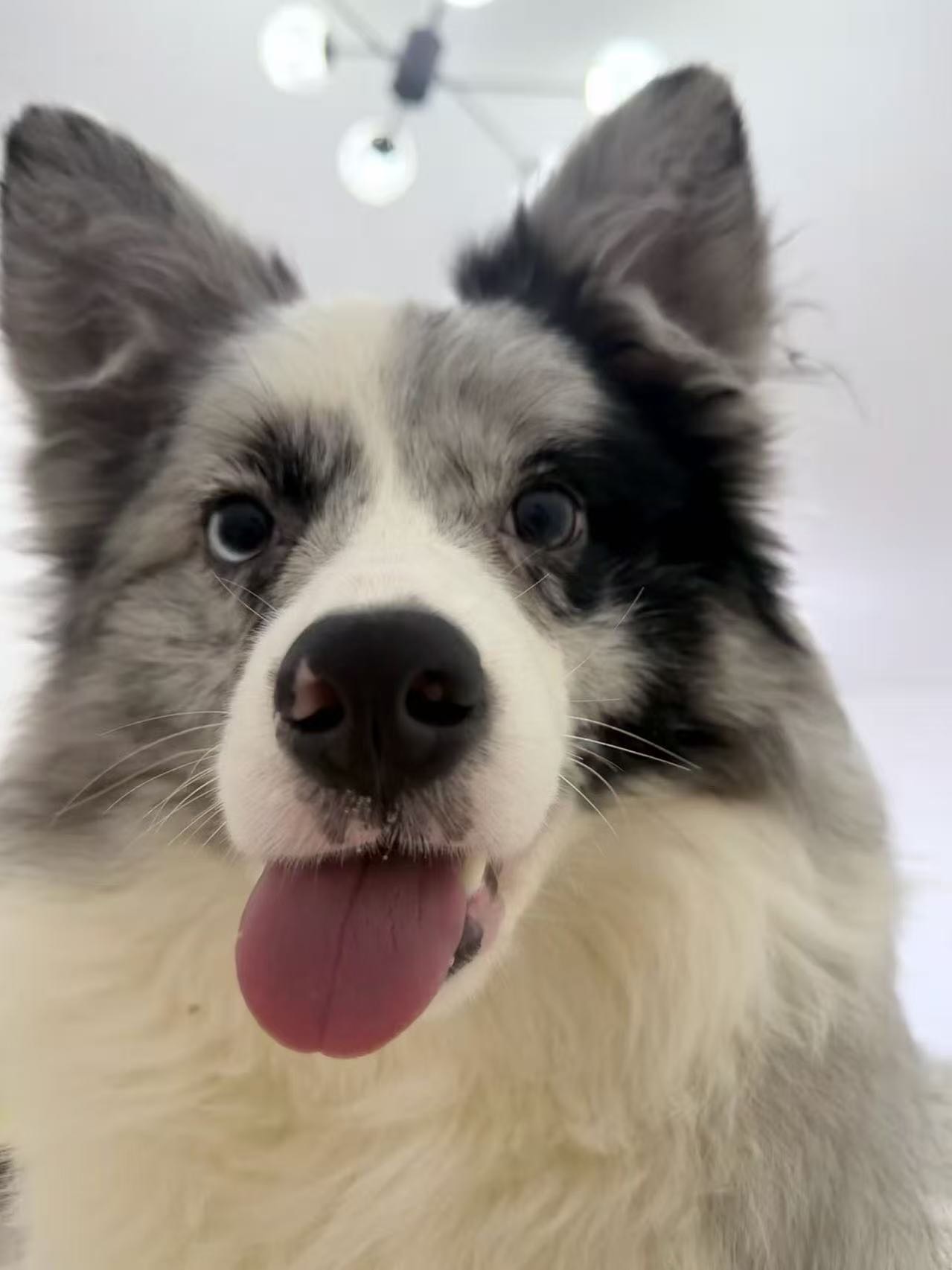 狗狗萌宠档案