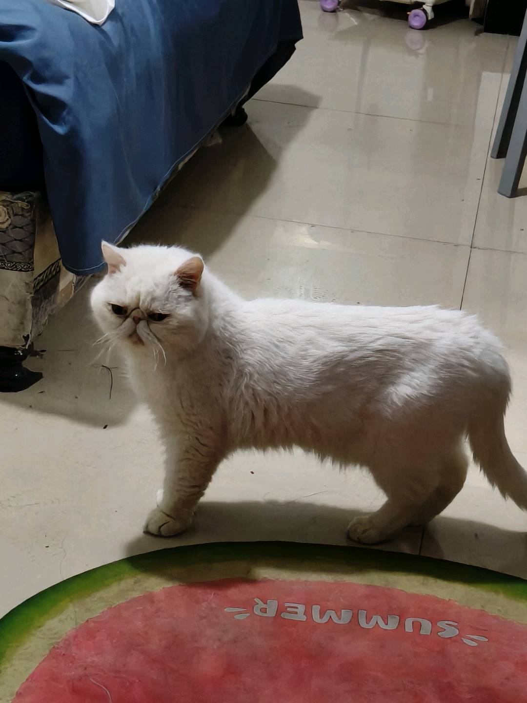 这个猫猫性格比较内向胆小需要有耐心的人领养，愿意接受不定时回访发近期猫猫视频照片。想领养可以联系我***9496***5