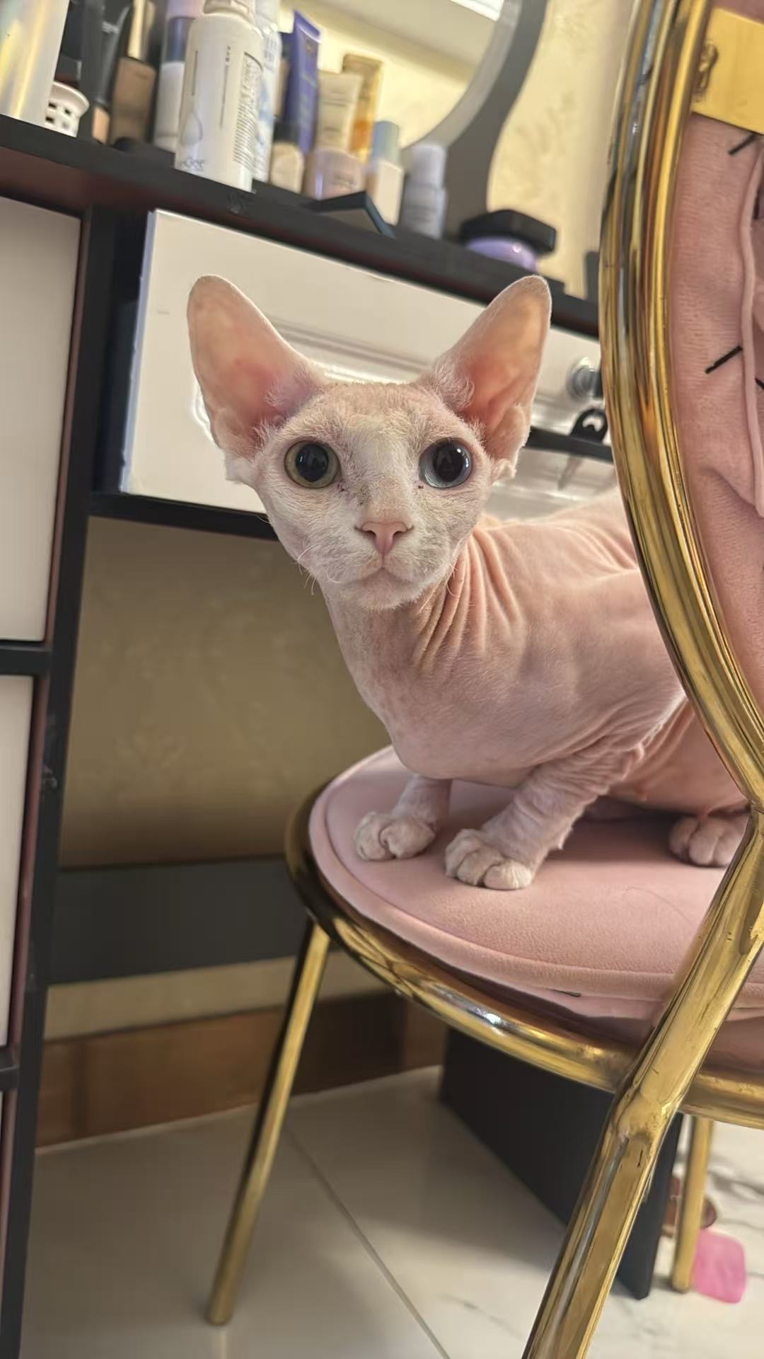 猫猫其它