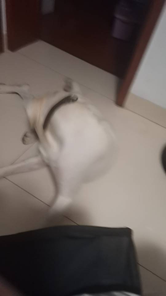 可上门溜毛孩子