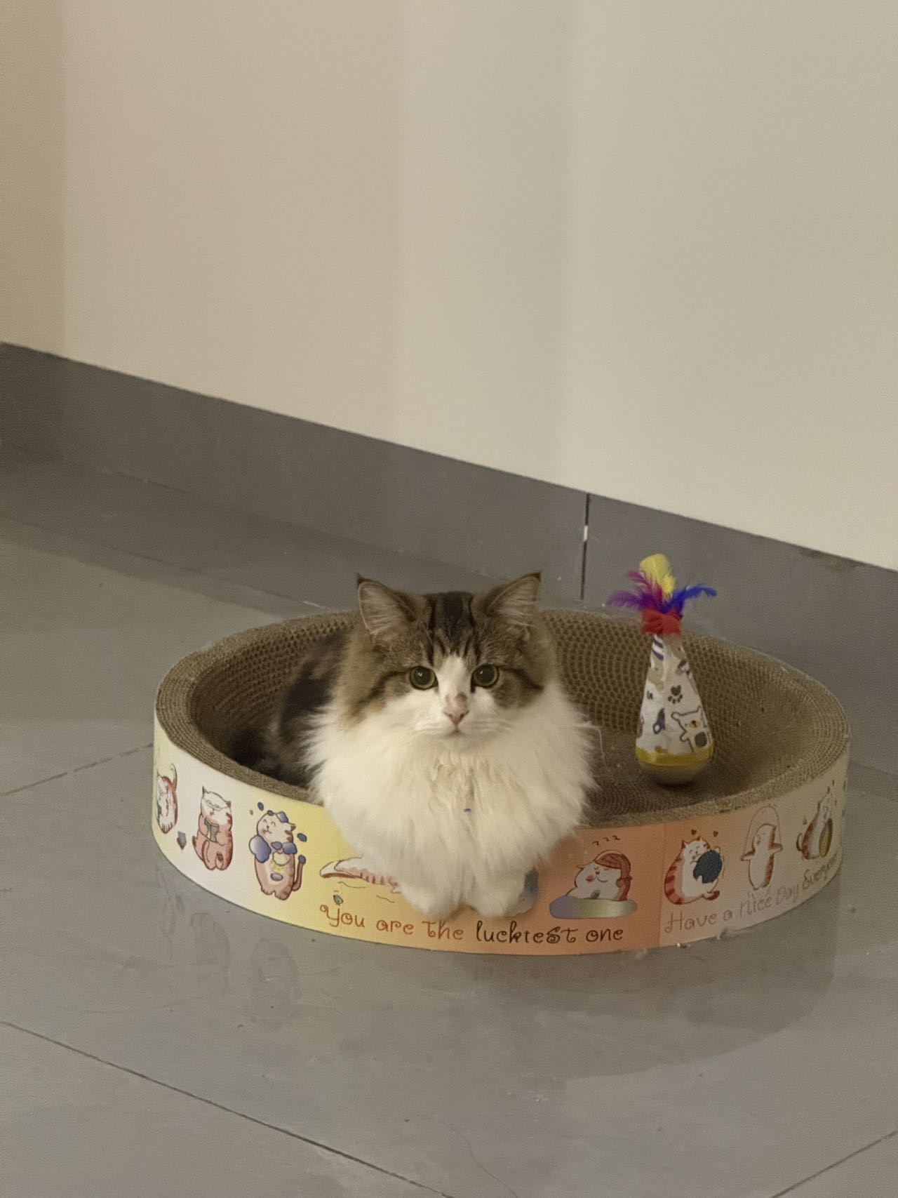 猫猫萌宠档案