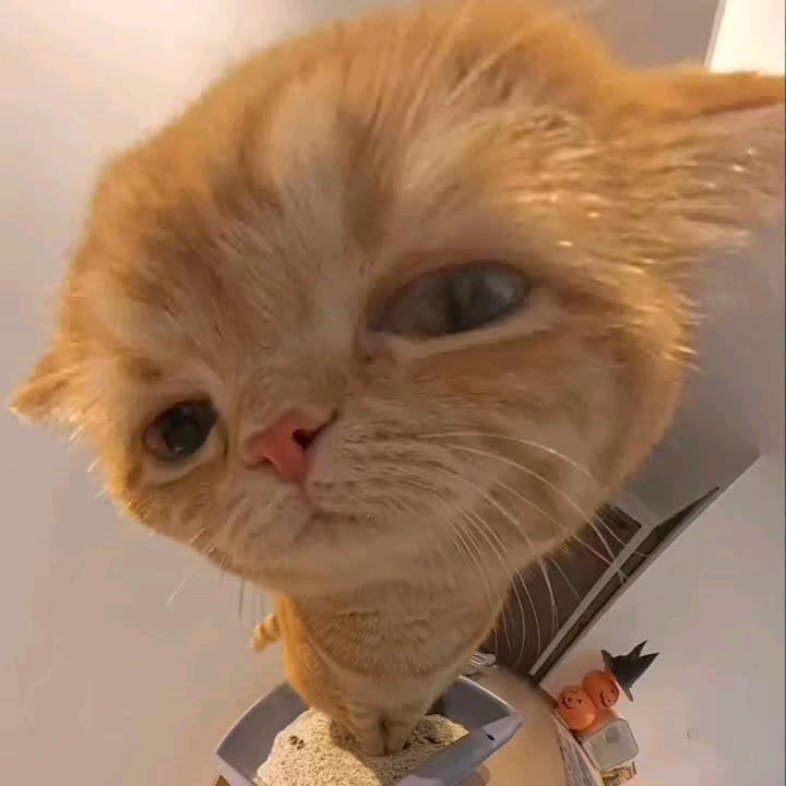 好想养只小猫啊！