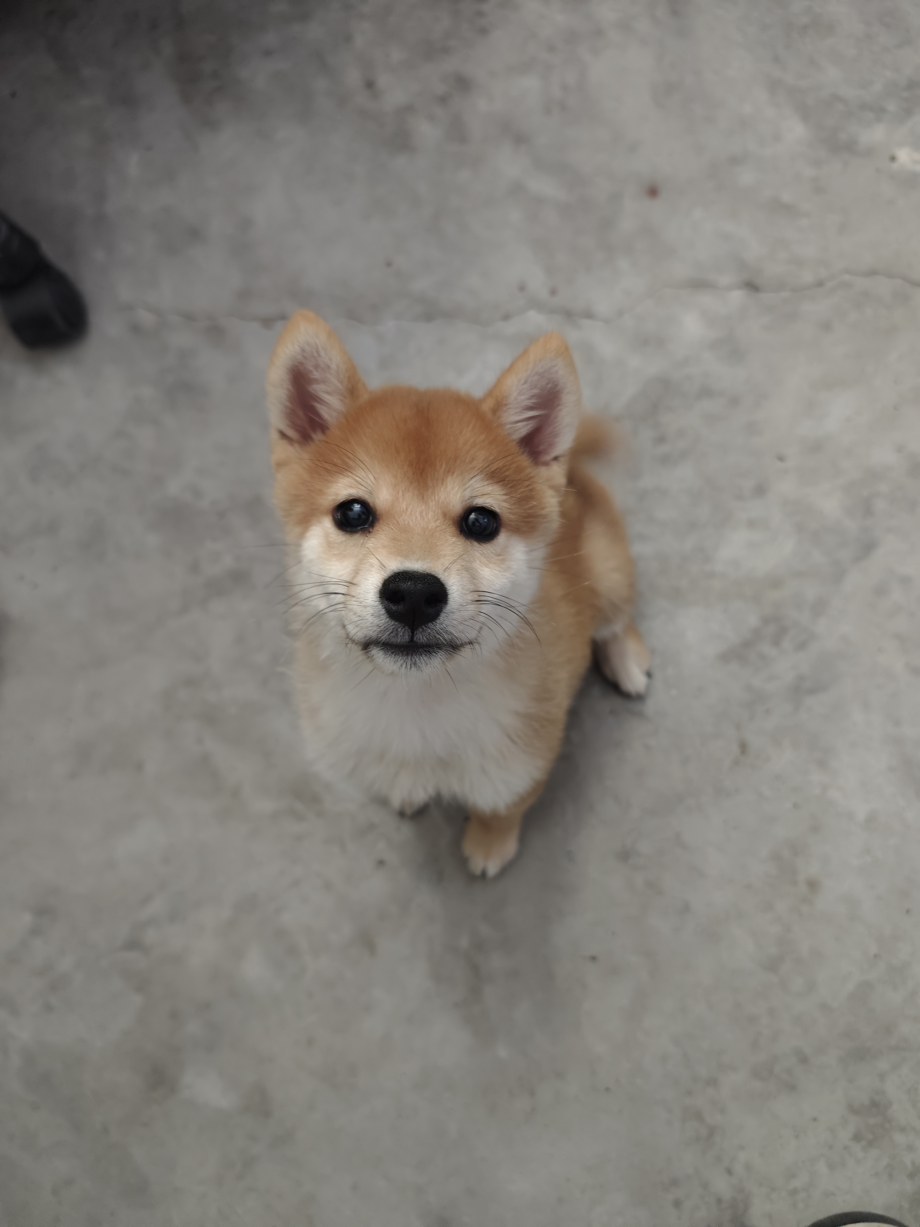 狗狗萌宠档案