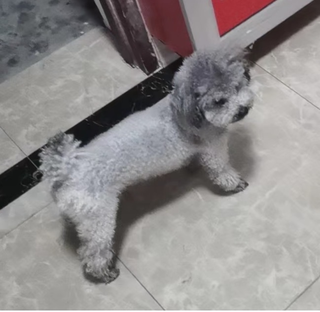 狗狗萌宠档案