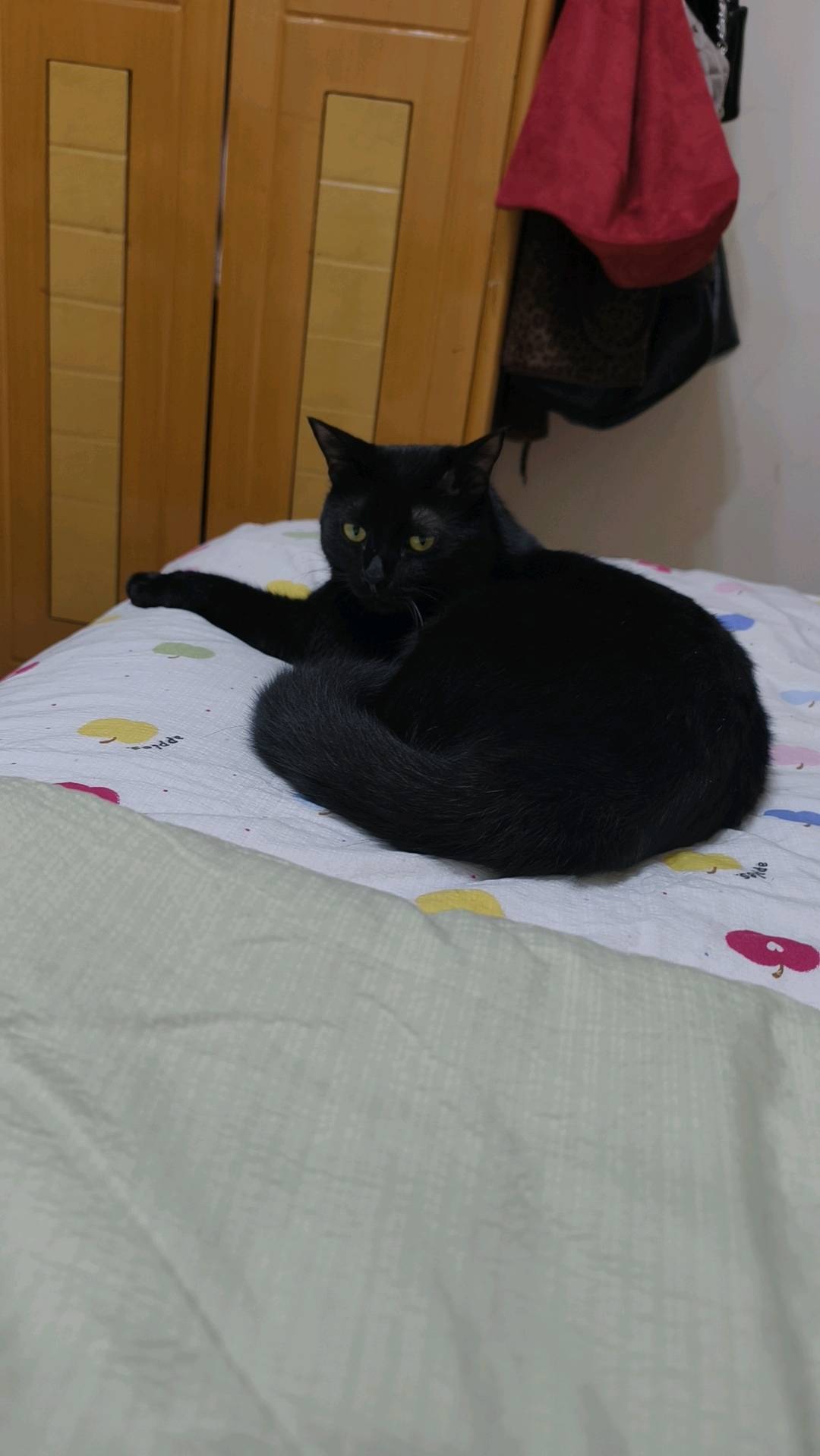 猫猫萌宠档案