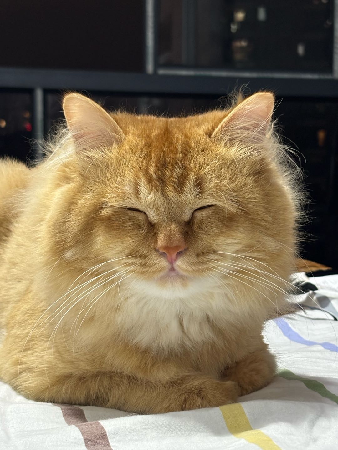 猫猫金渐层