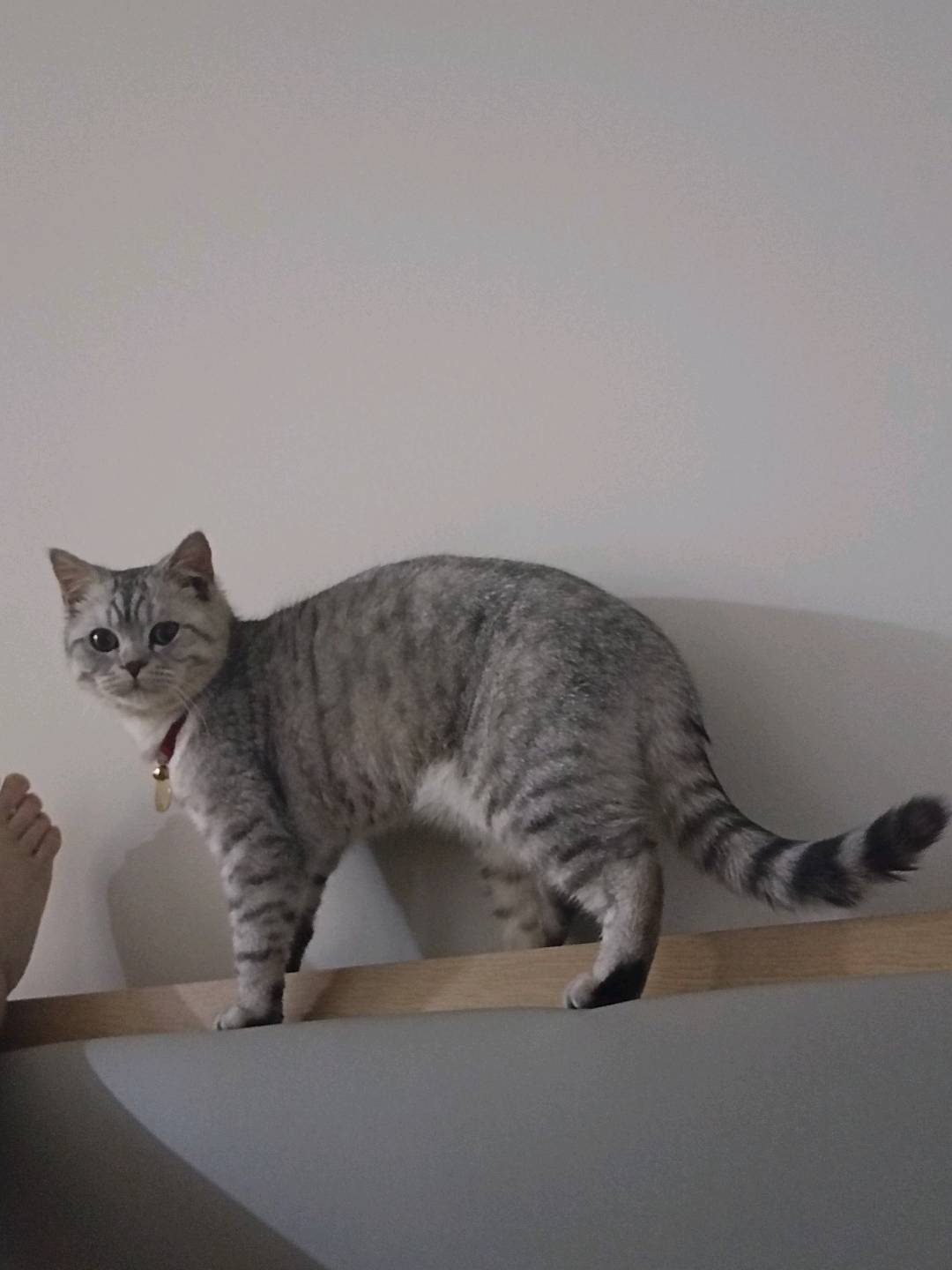 可以上门遛狗喂养，家里养了猫猫和狗，都会照顾济南附近的价格商议