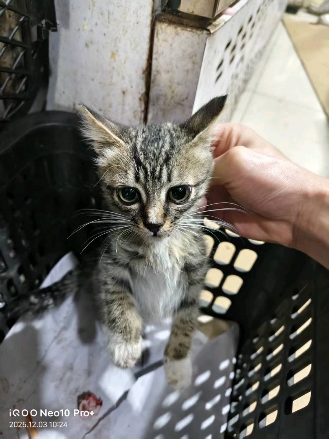 猫猫其它