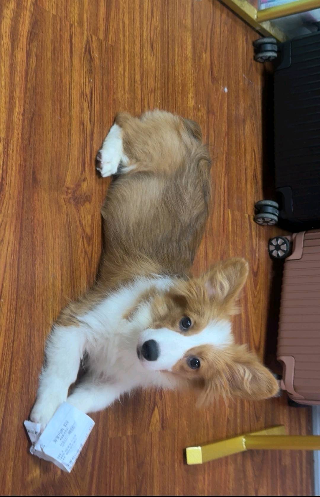 狗狗柯基犬