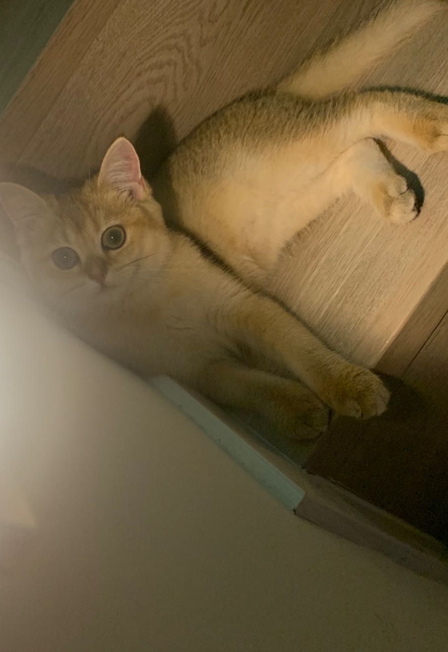 需要上门喂猫的可以联系我