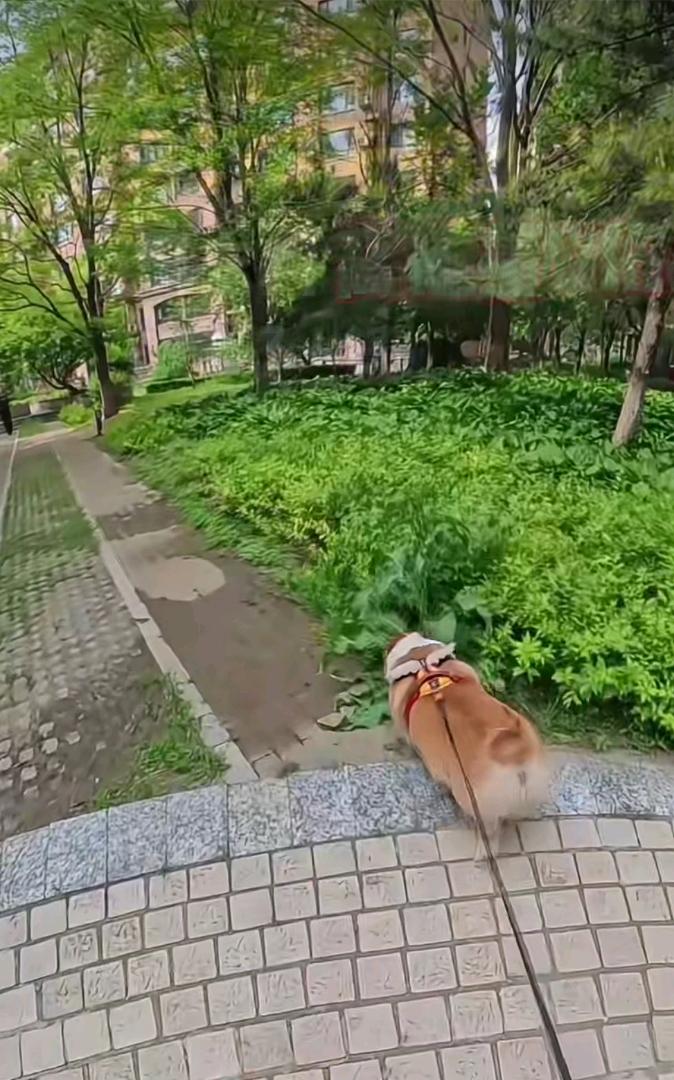 朴实接地气版
 
闲来无事在家休整，不愿虚度光阴
承接各类便民跑腿贴心服务
✅ 上门遛狗、宠物陪伴照看
✅ 陪护独居老人，日常唠嗑陪伴
✅ 日常代办、小件跑腿、