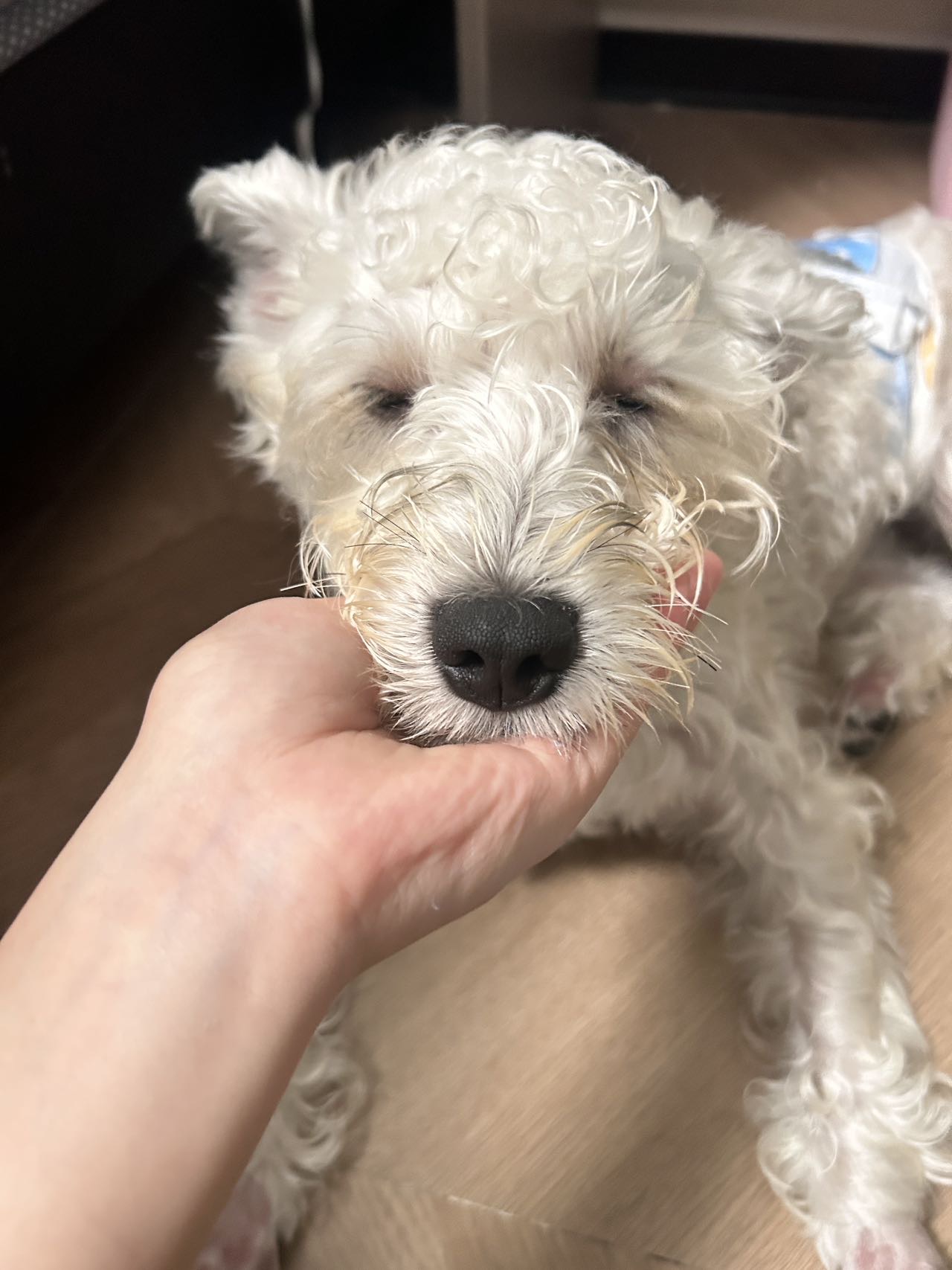 狗狗萌宠档案