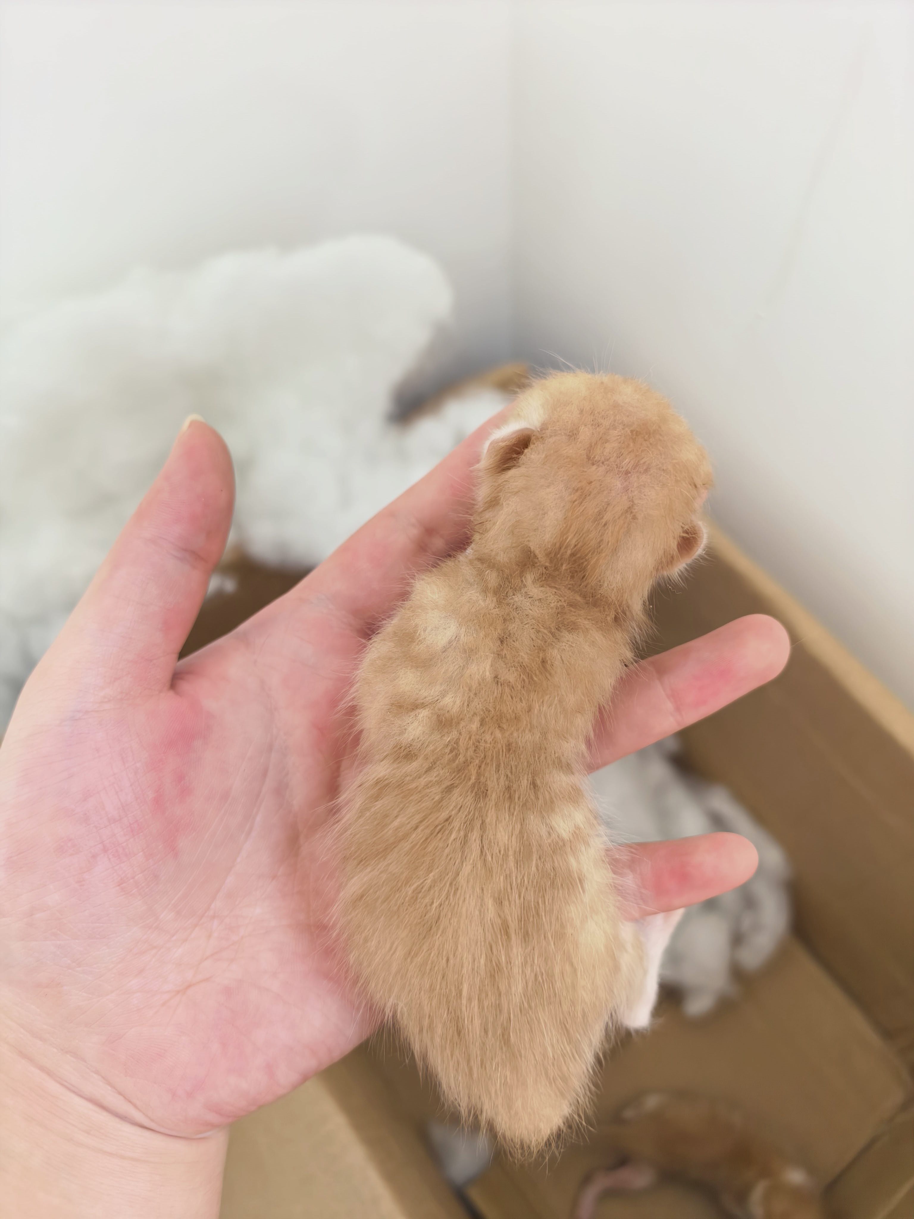 橘色小奶猫，可喂养羊奶粉
实在养不起了。家里不让养