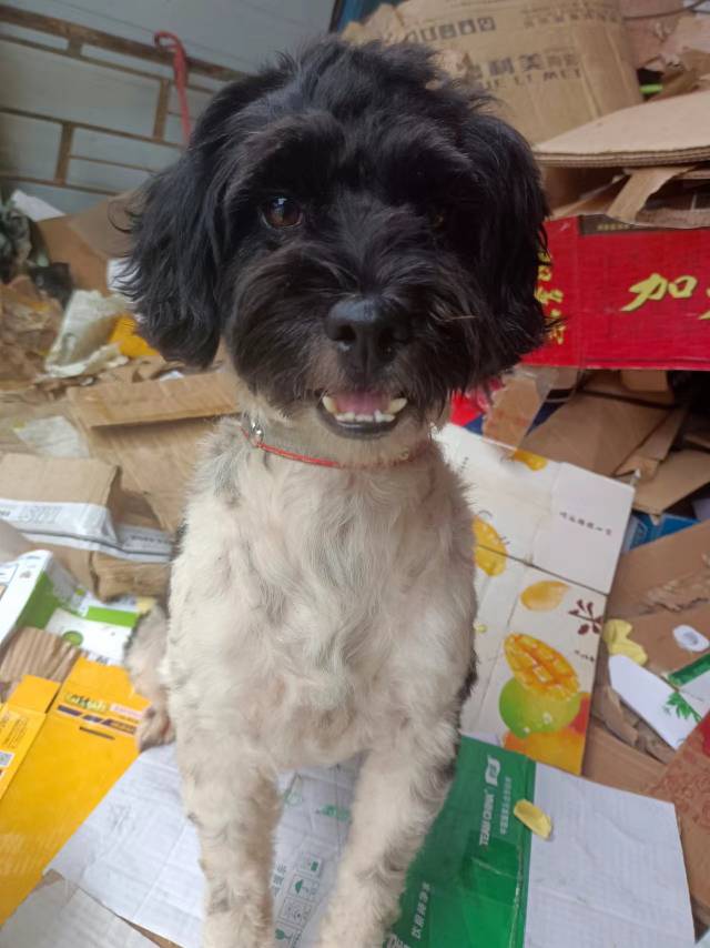 狗狗中华田园犬
